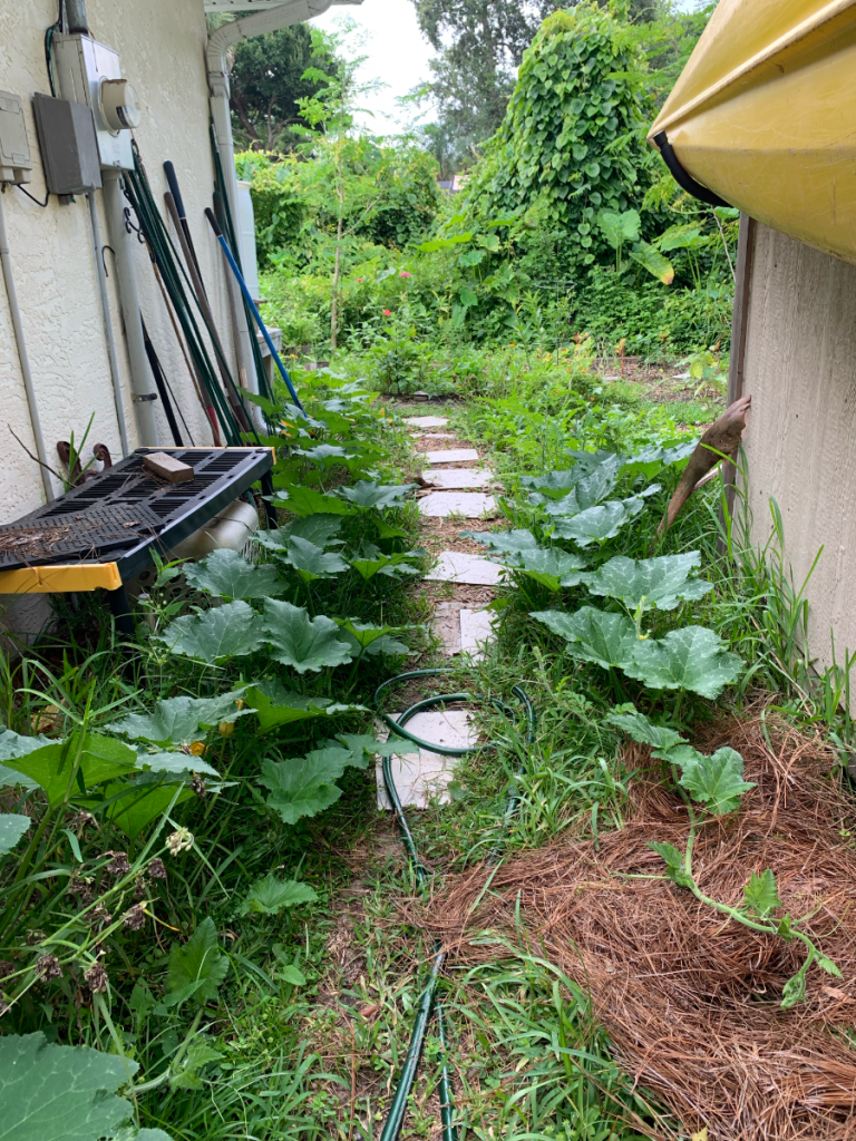 pumpkin vines along the pathway
