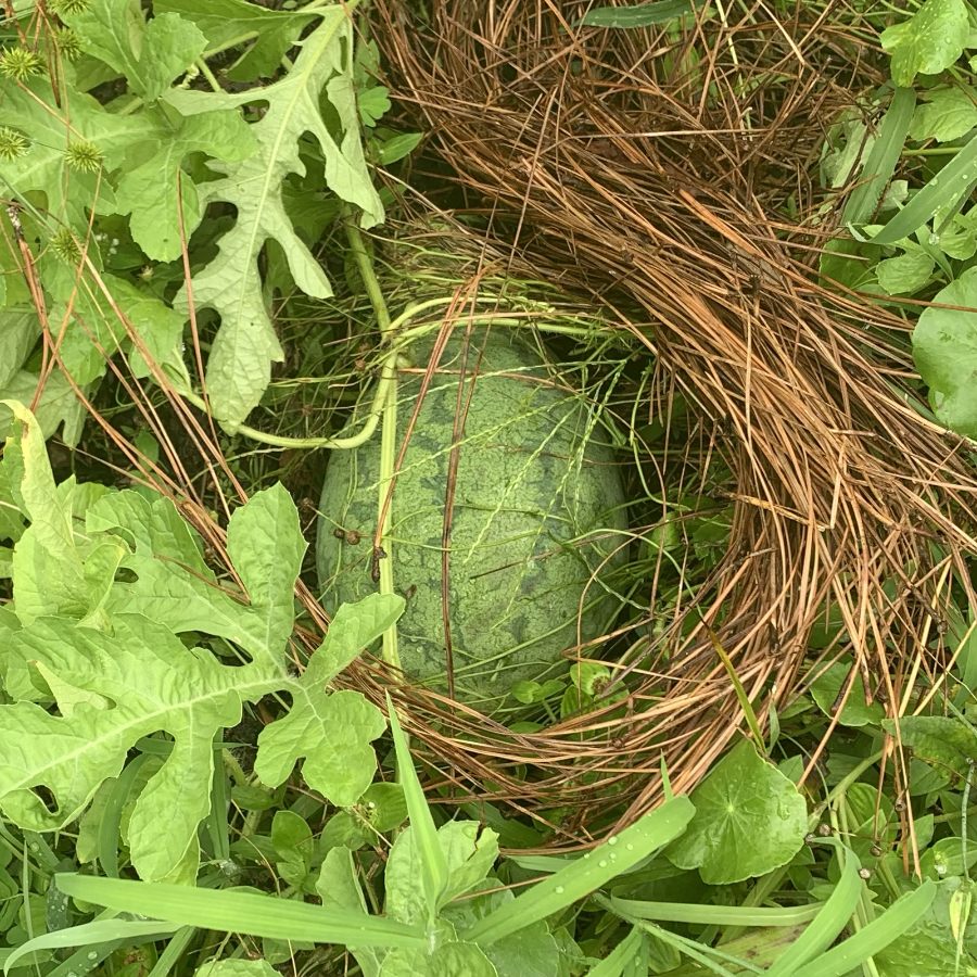 watermelon growing