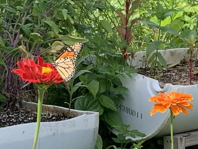 Monarch butterfly on red zinnia flower