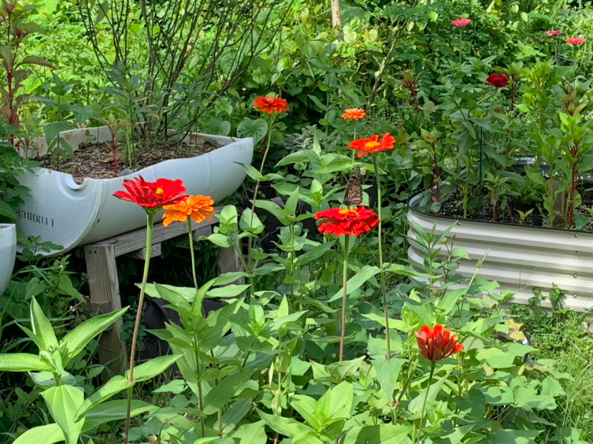 Monarch on red zinnia in garden