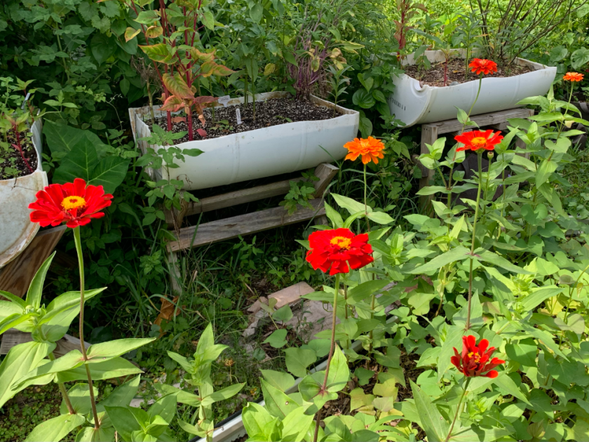 bright red and orange zinnia flowers in garden