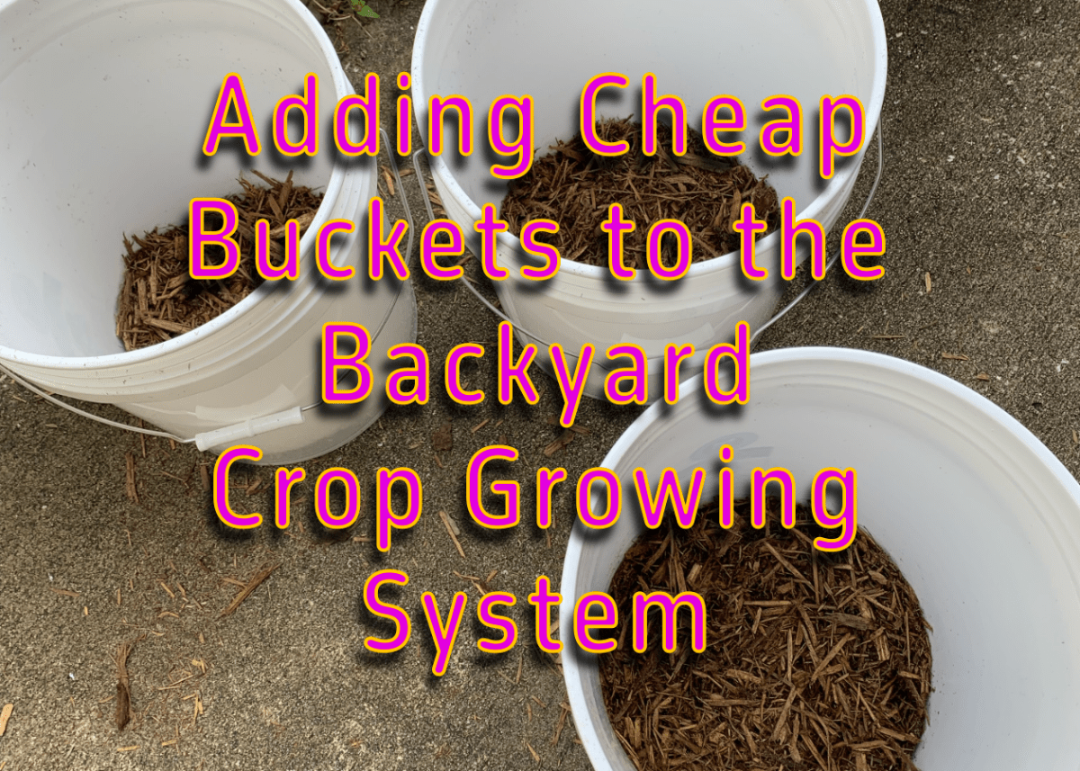 Adding buckets to the backyard crop growing system.