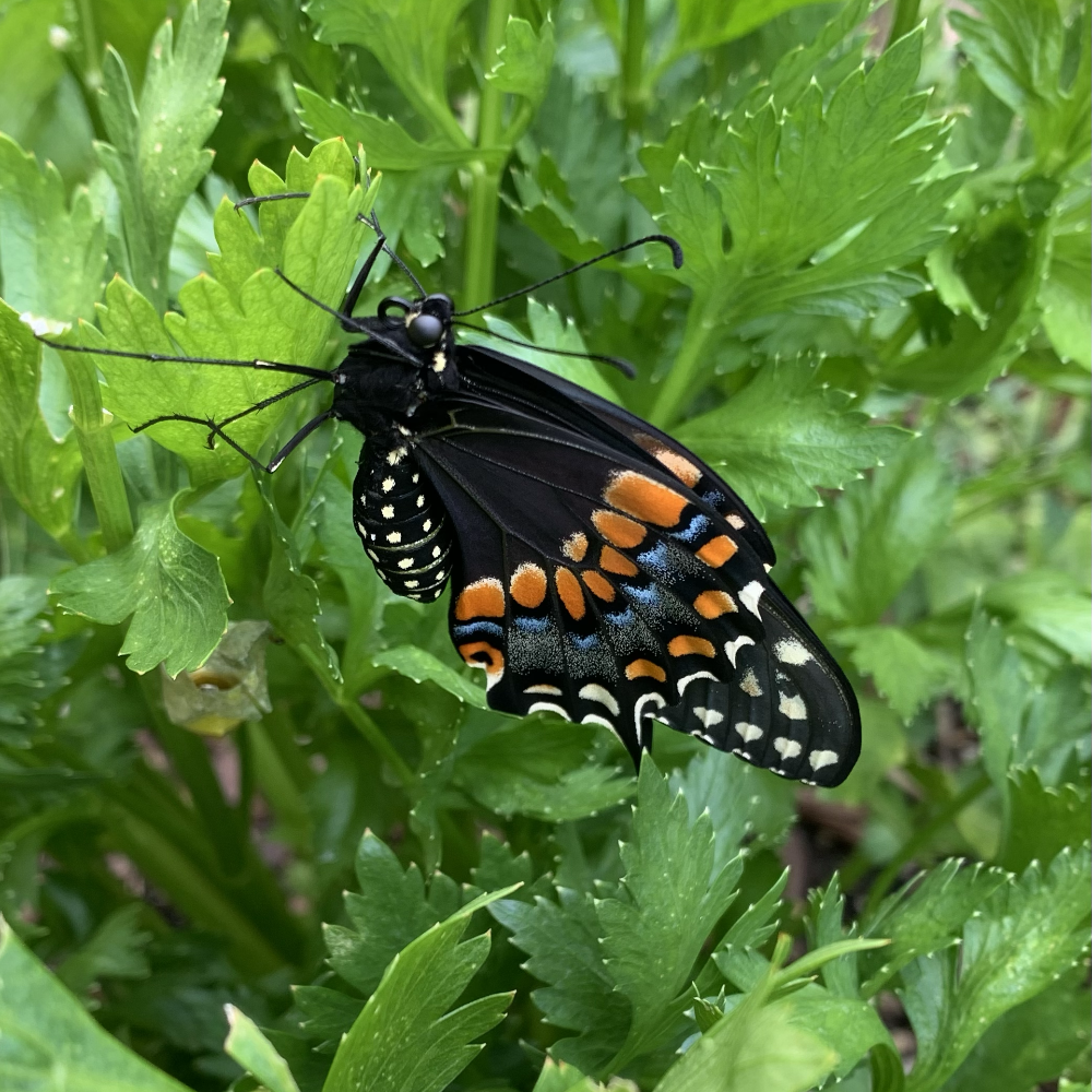 new to the world, a black swallowtail butterfly