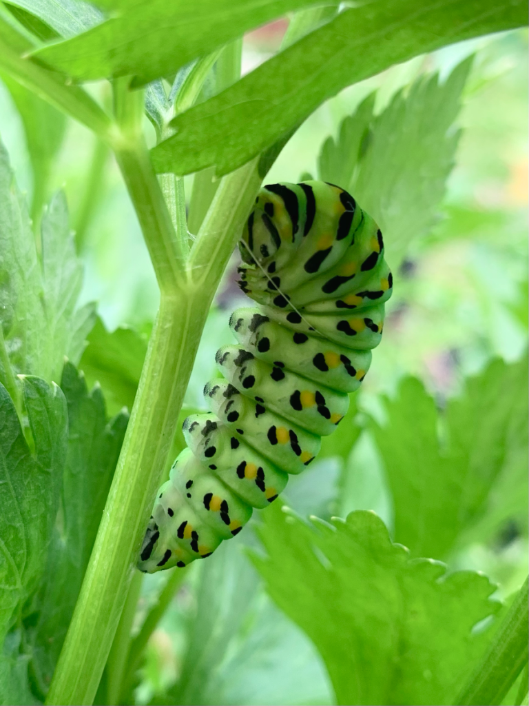 Caterpillar is done eating and in the position to pupate.