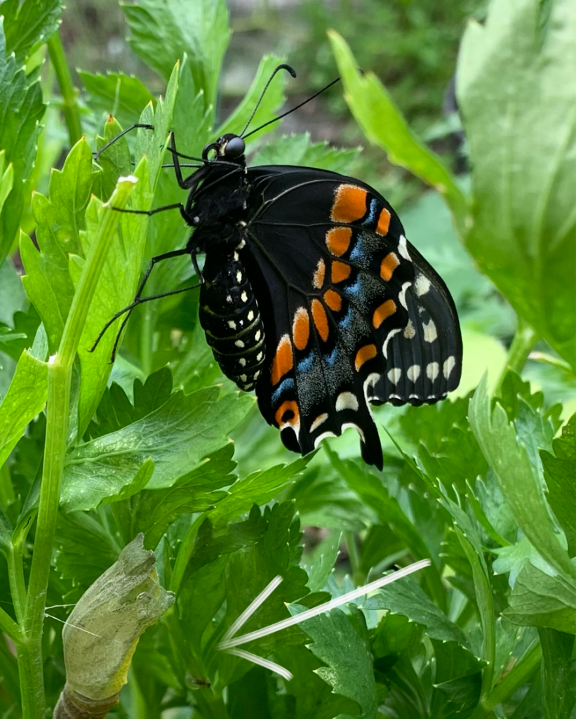 black swallowtail butterfly just out of the chrysalis