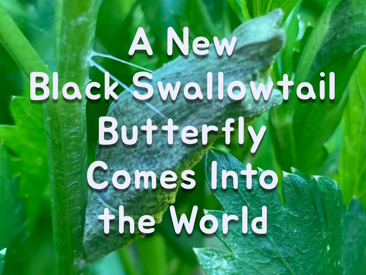 Good News From the Garden, A New Butterfly is In the&nbsp;World!
