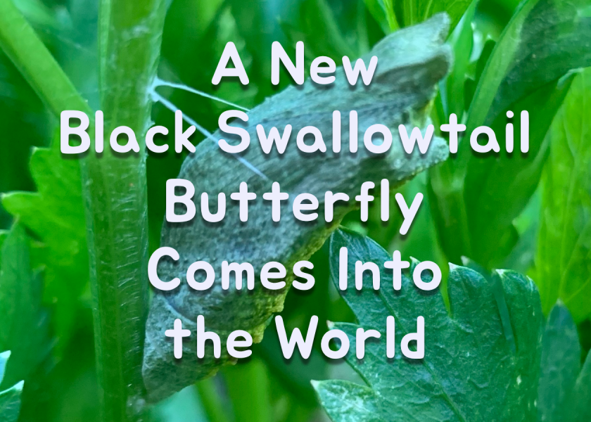 black swallowtail butterfly