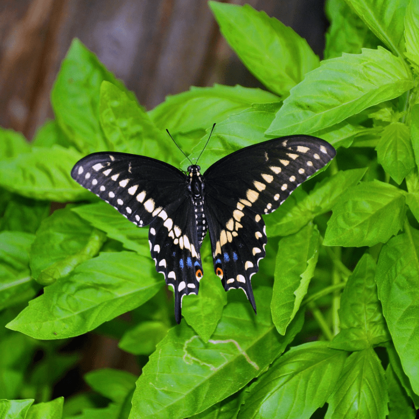 black swallowtail butterfly from the top