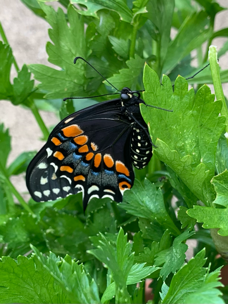 black swallowtail butterfly newly hatched