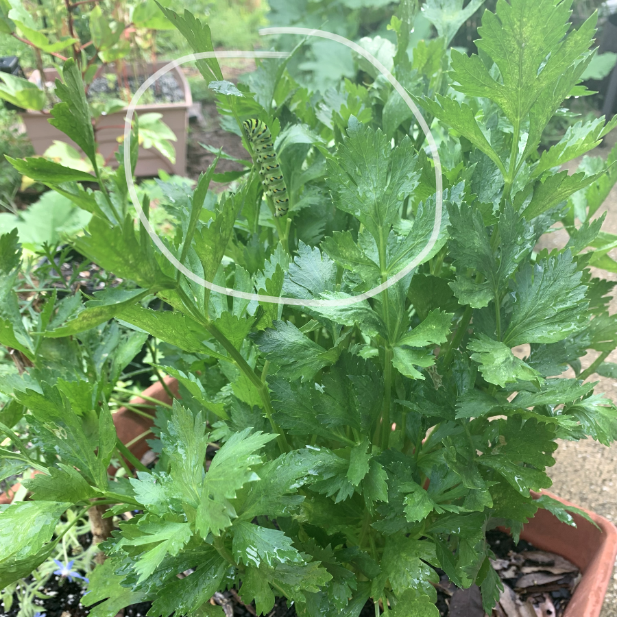 Black swallowtail caterpillar on big celery plant.