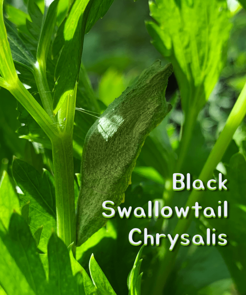 black swallowtail butterfly chrysalis