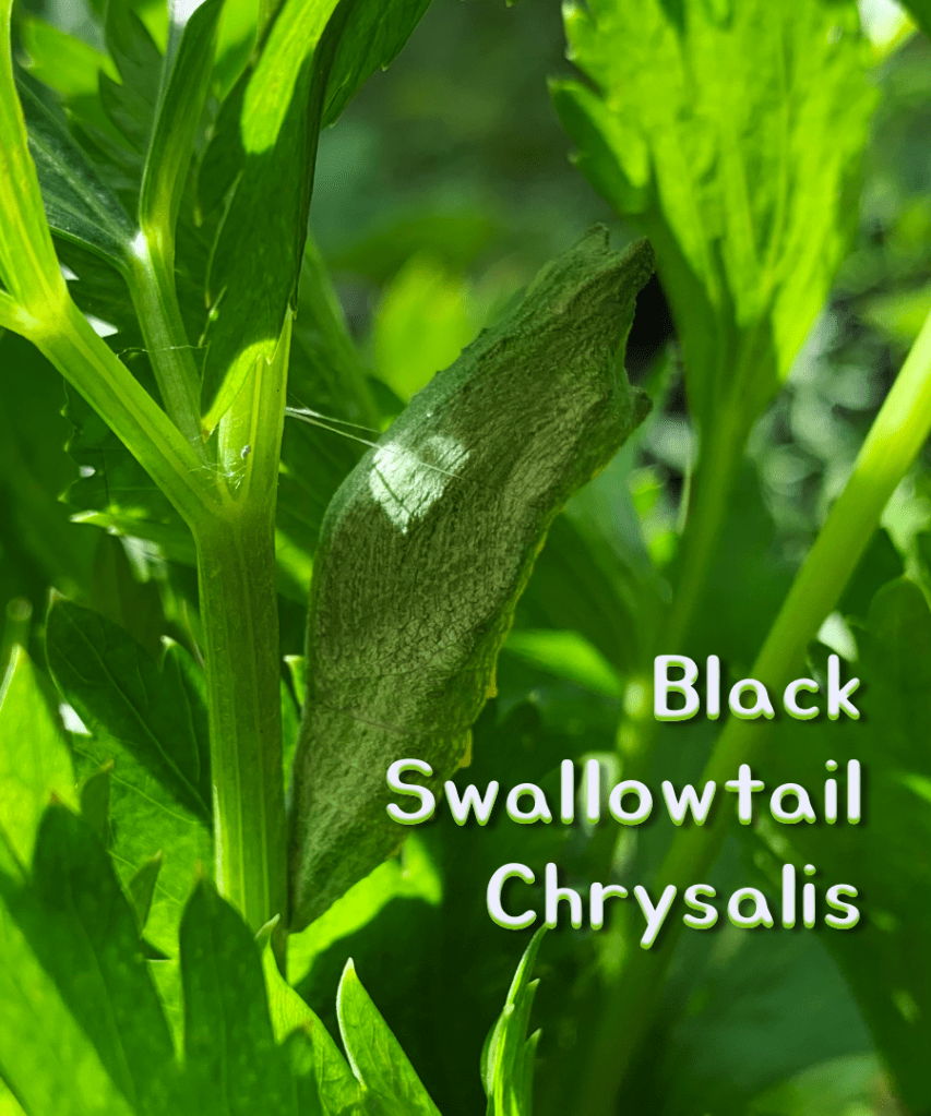 black swallowtail butterfly chrysalis