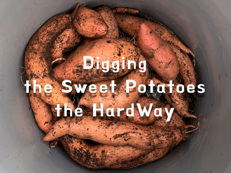 Digging the Sweet Potatoes and Learning a&nbsp;Lesson