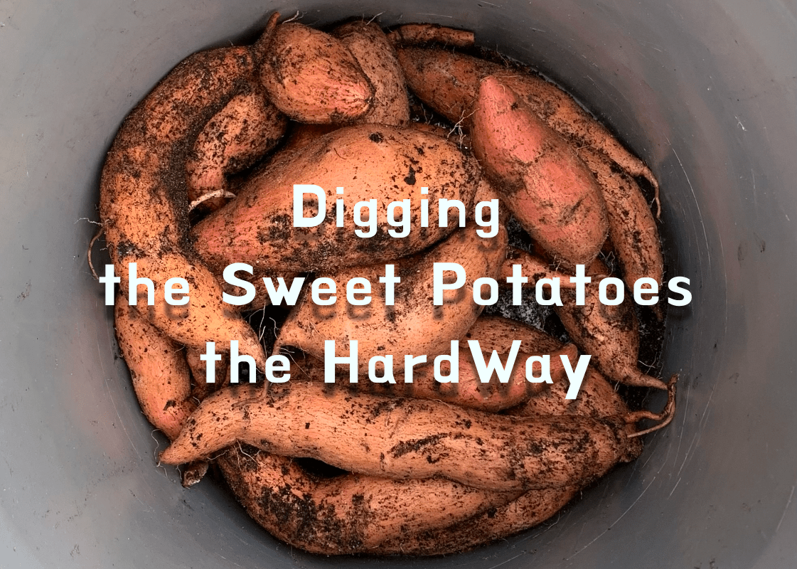 Digging the sweet potatoes
