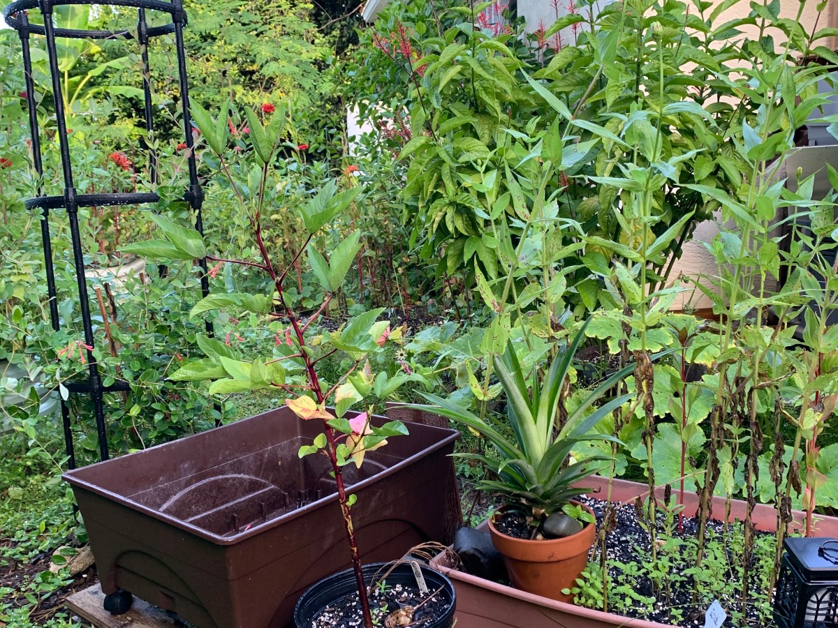 End of Summer Garden Clean&nbsp;Up