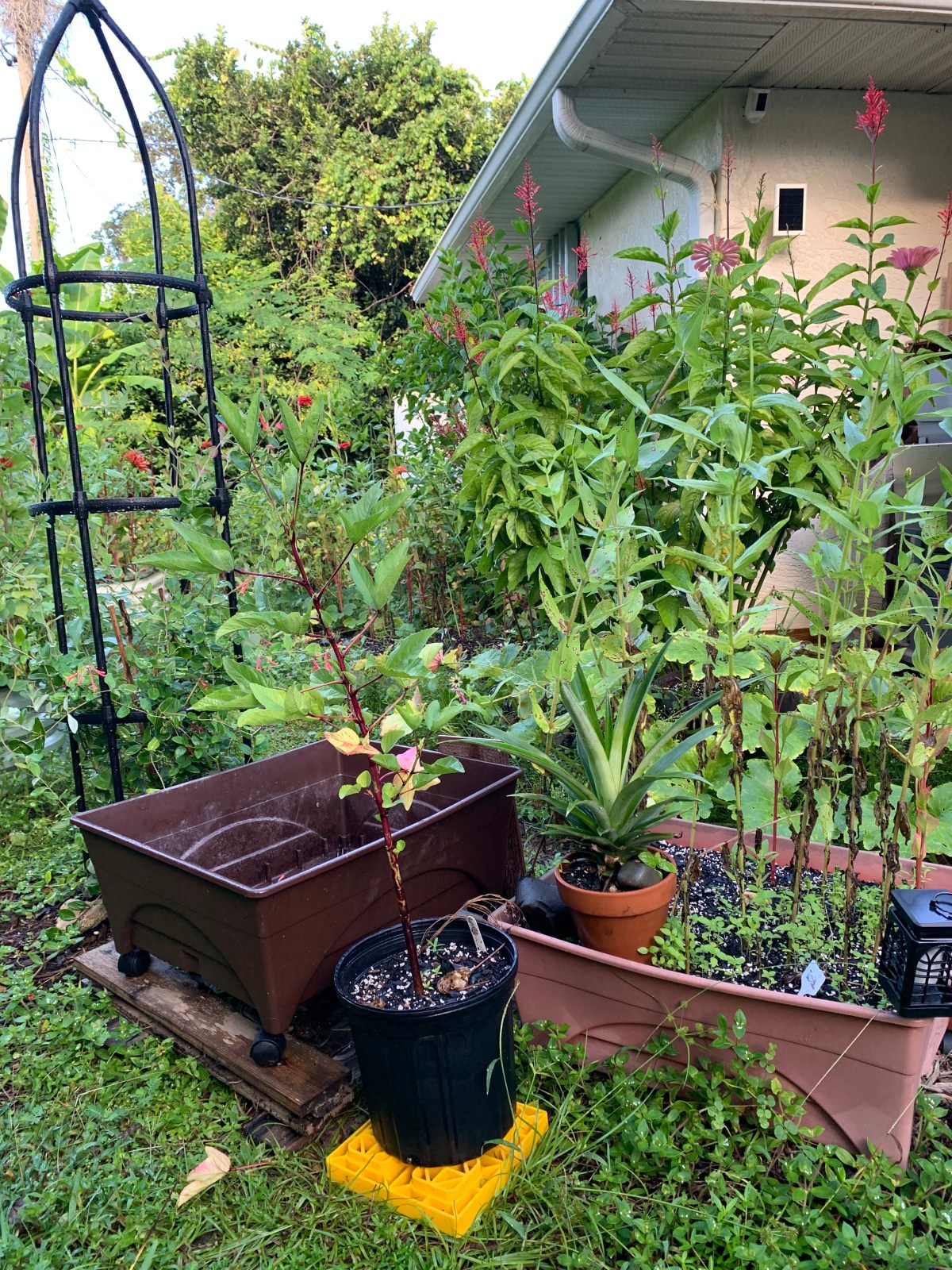 End of Summer Garden Clean&nbsp;Up