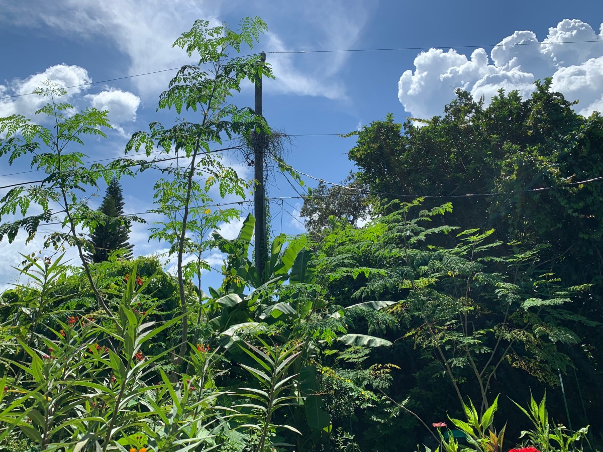 My First Moringa Tree Drumstick&nbsp;Bean