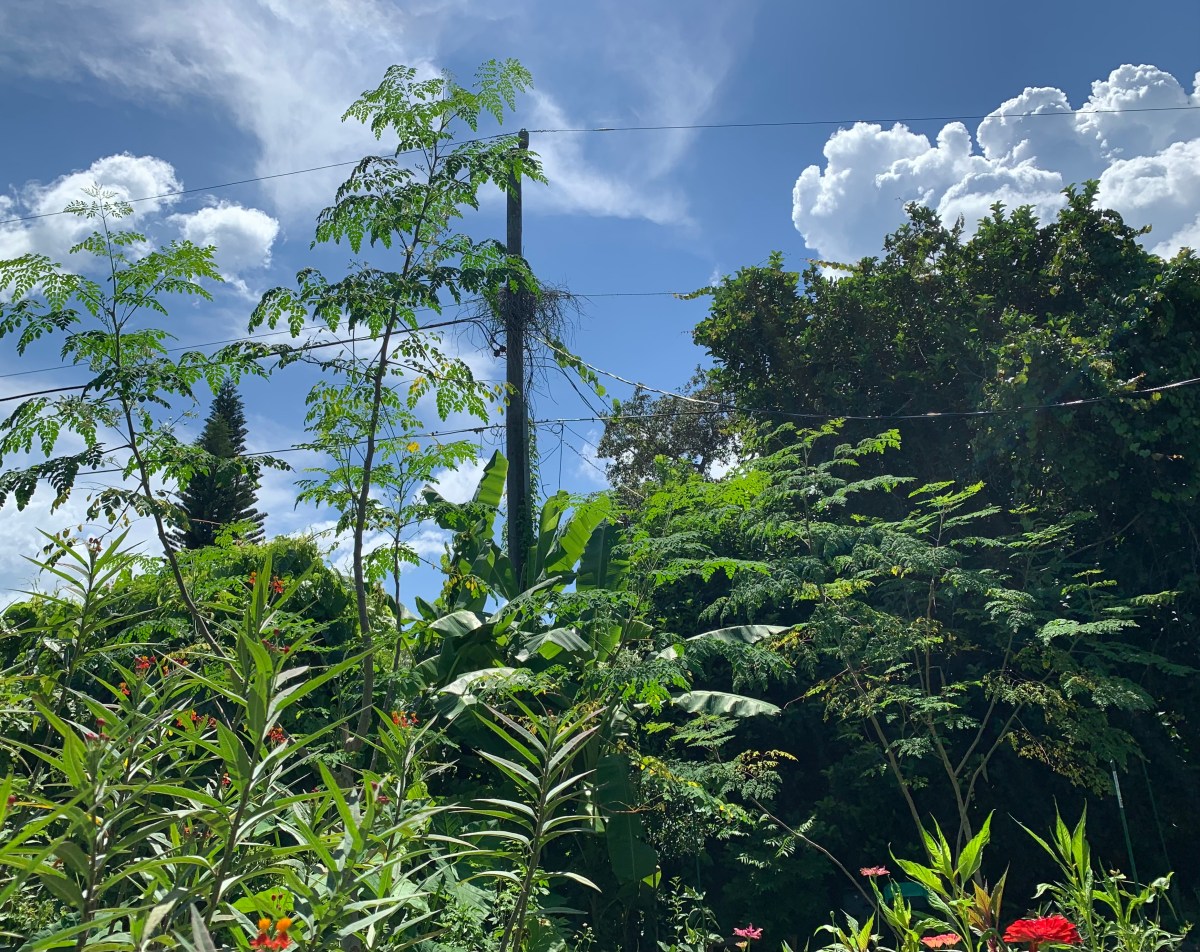My First Moringa Tree Drumstick&nbsp;Bean