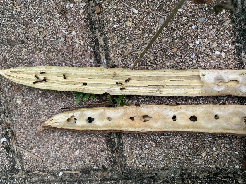 Moringa drumstick bean