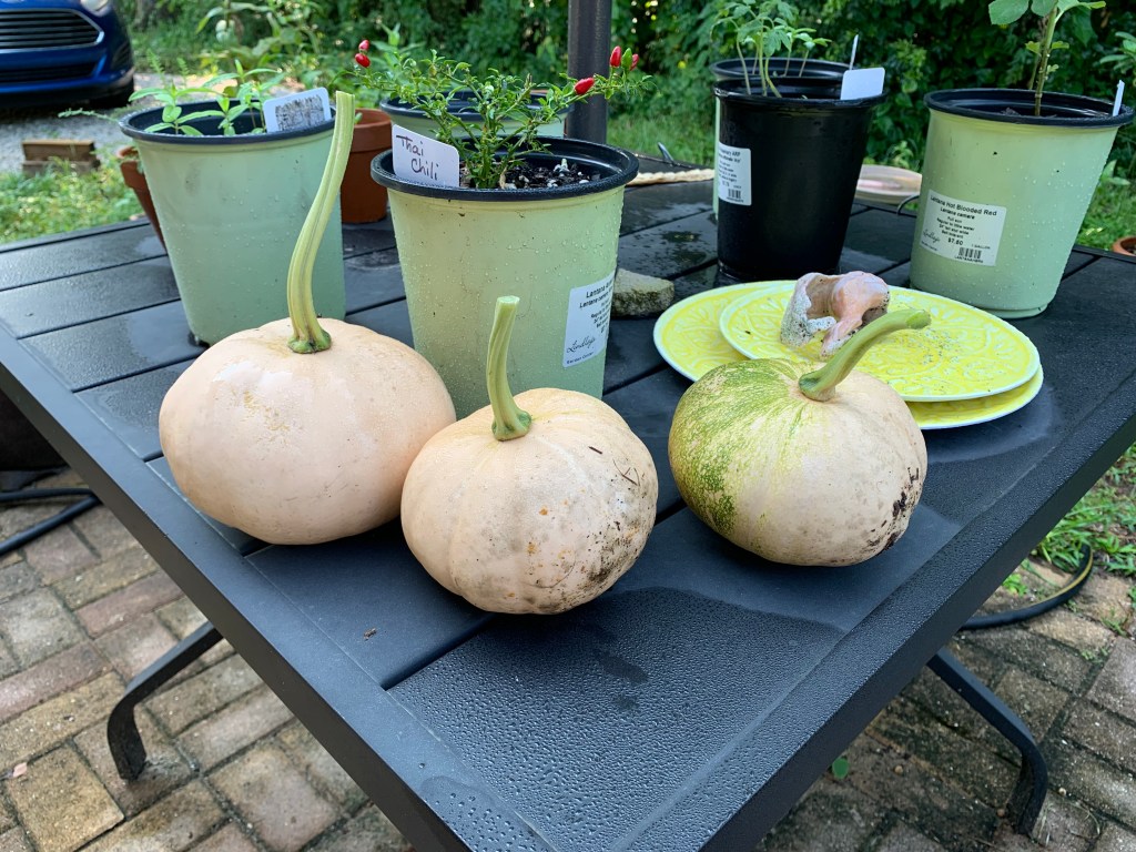 Seminole pumpkins freshly picked from the garden.