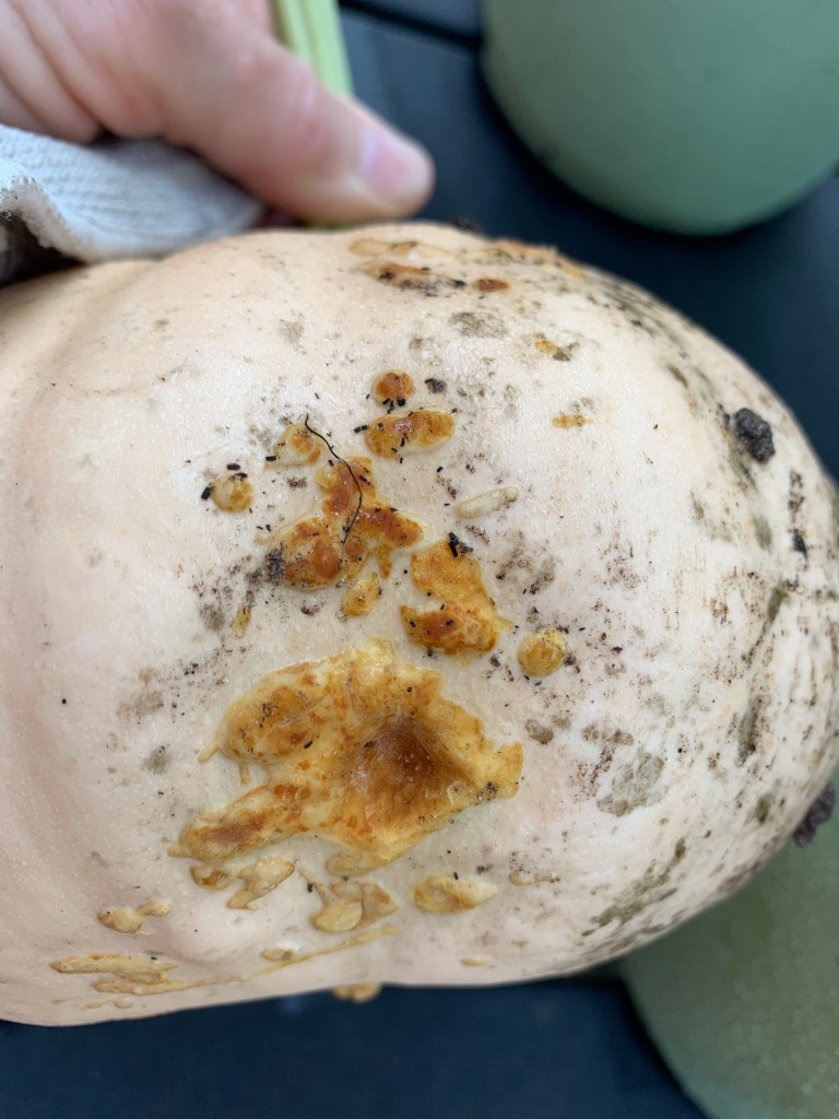 something eating seminole pumpkin