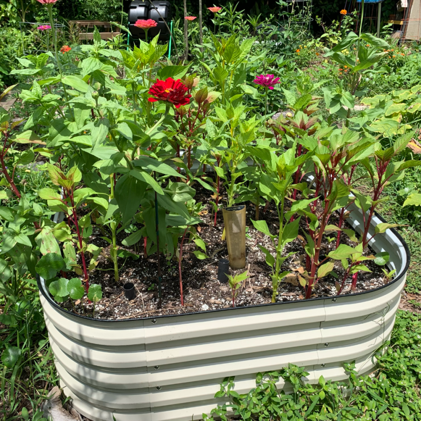 Square Vegega raised bed in the backyard