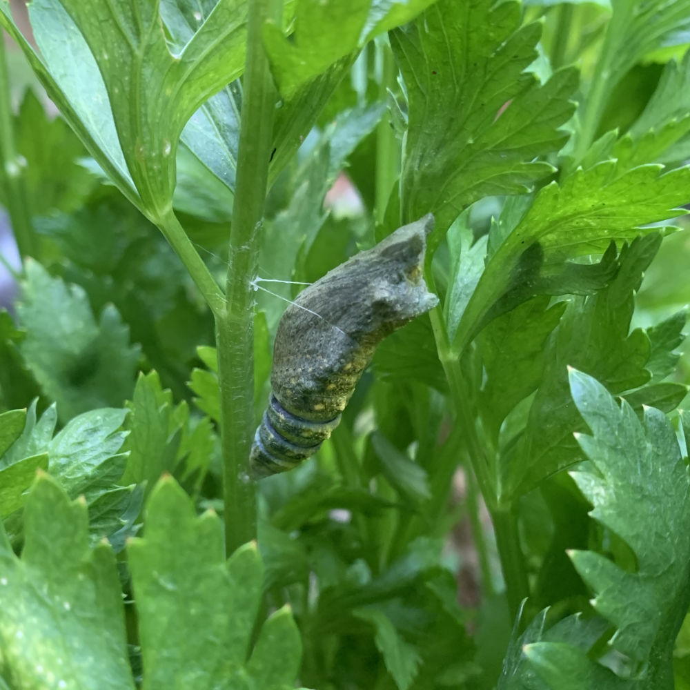 black swallowtail butterfly chrysalis turning dark