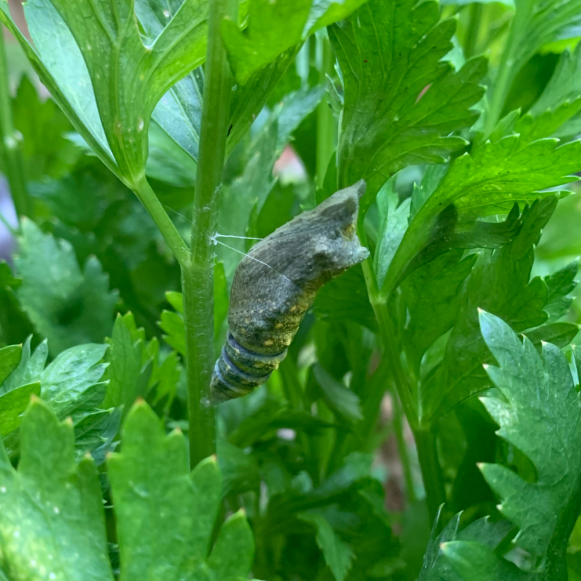black swallowtail butterfly chrysalis turning dark