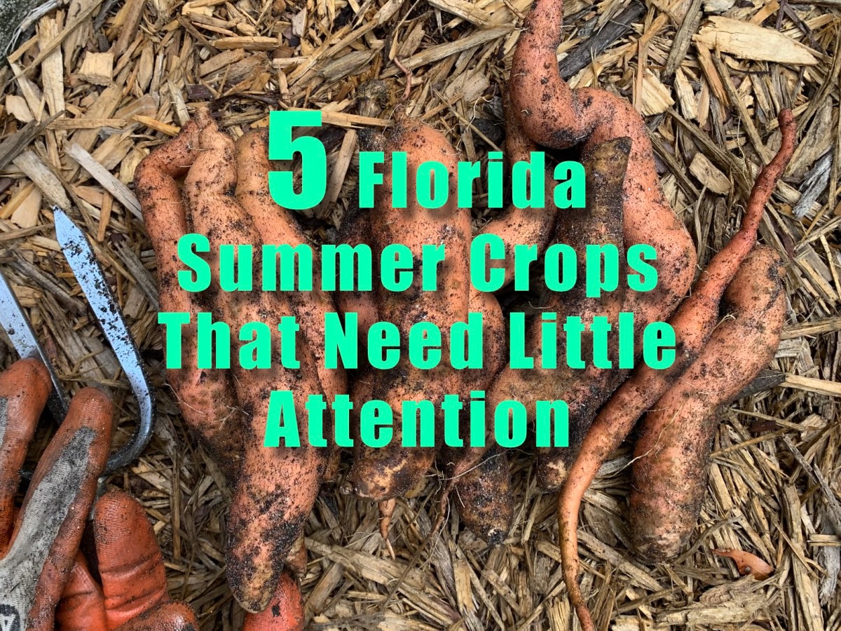 Five Florida Summer Crops That Need Little to No&nbsp;Attention