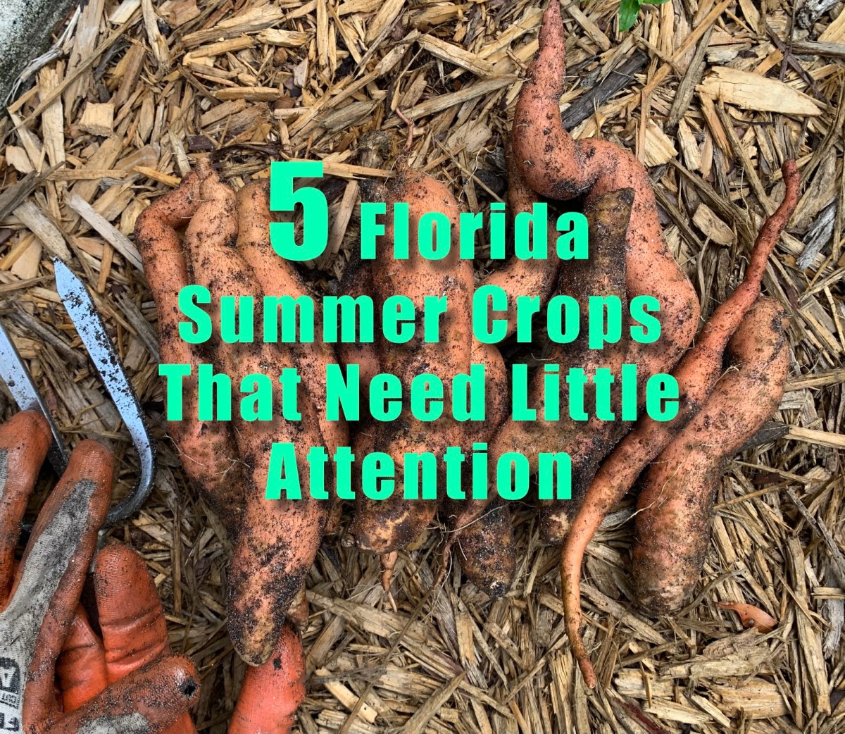 Five Florida Summer Crops That Need Little to No&nbsp;Attention