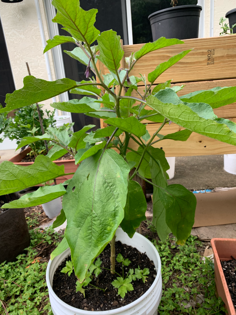 eggplant growing in a bucket