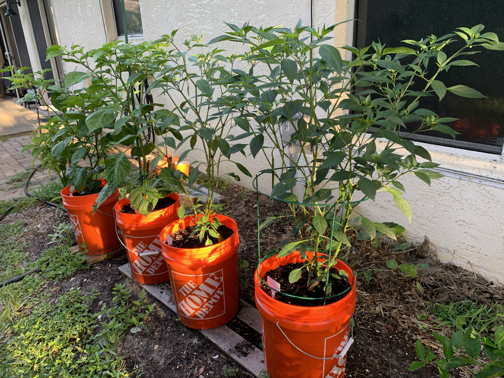 Hot pepper plants in orange Home Depot buckets