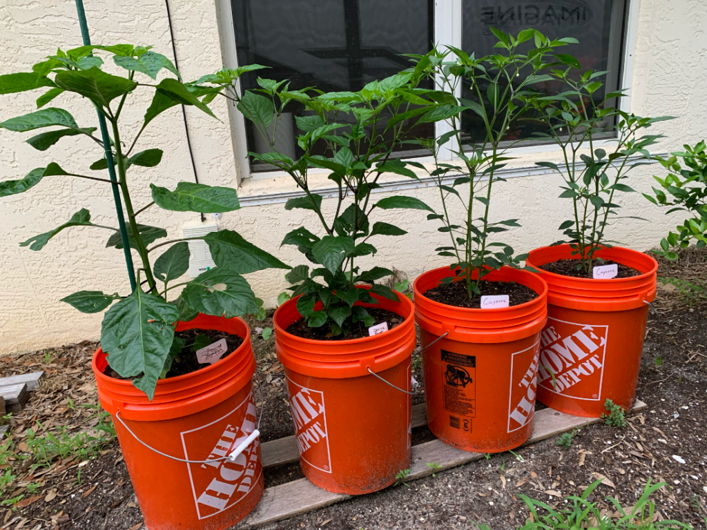 Home Depot buckets with pepper plants