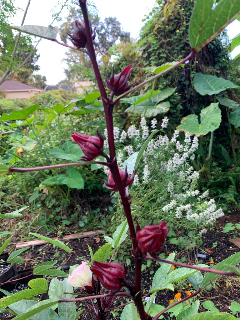 Roselle stem with flowers and calyxes 