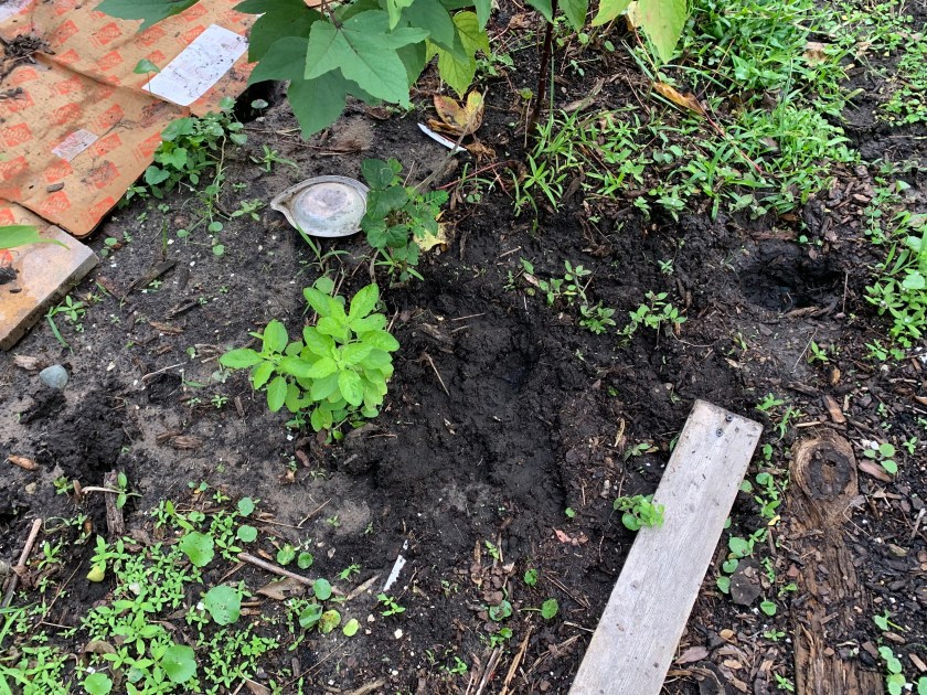 holes dug in the garden 