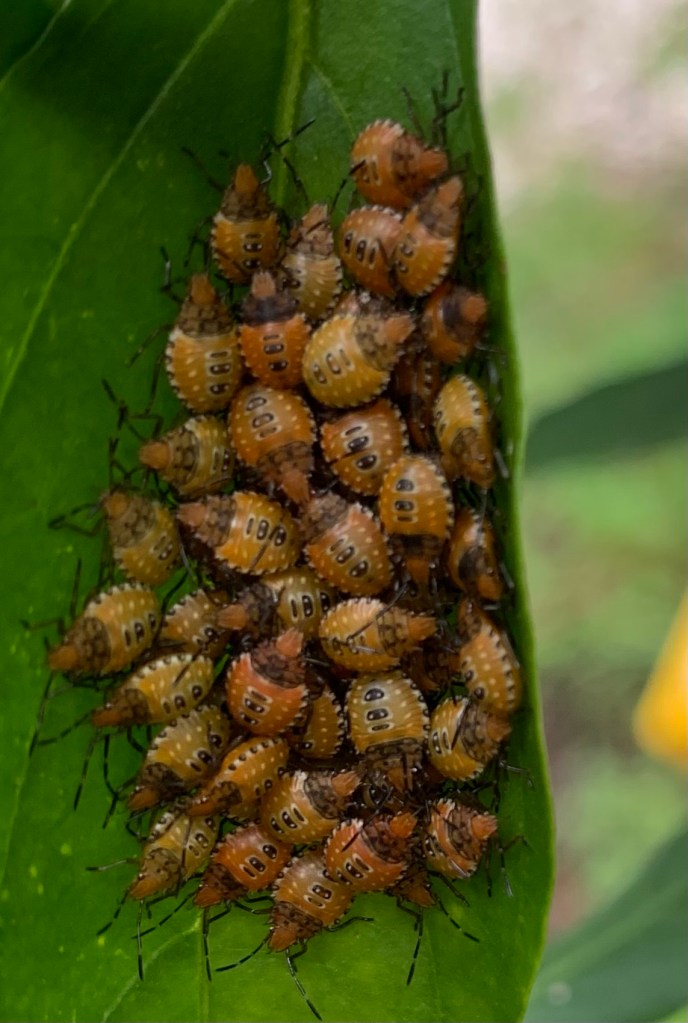 cluster of orange bugs on pepper leaf