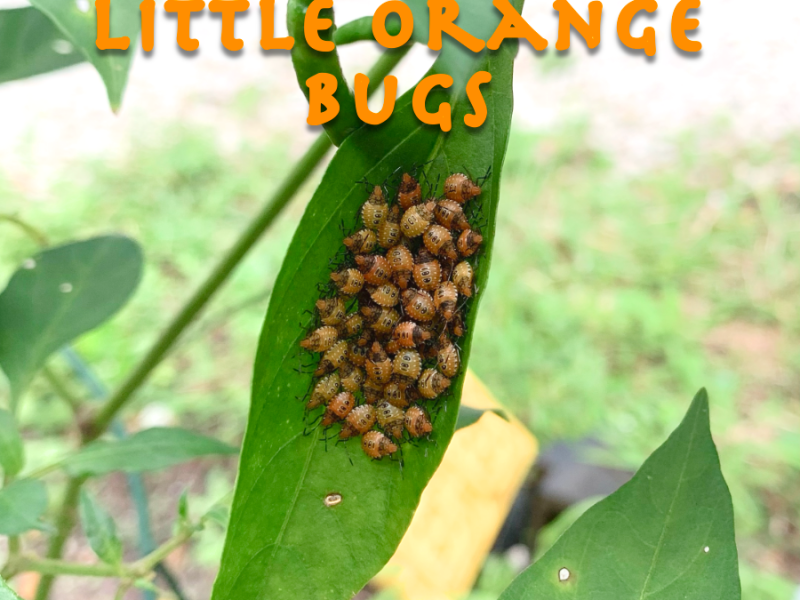 Orange Bug Nymph ID… They&nbsp;Are