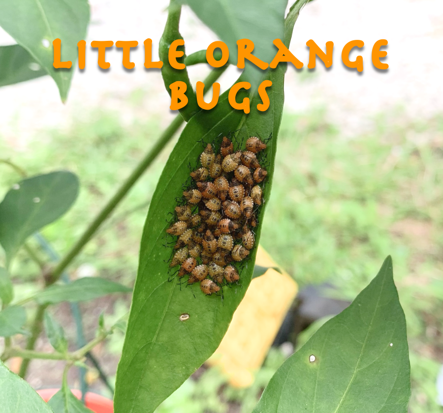 Orange Bug Nymph ID… They&nbsp;Are
