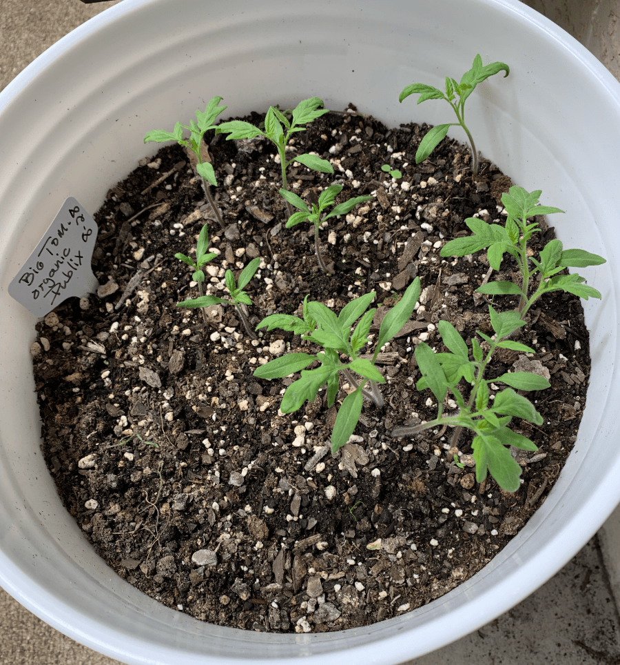 Tomato seedlings in a bucket