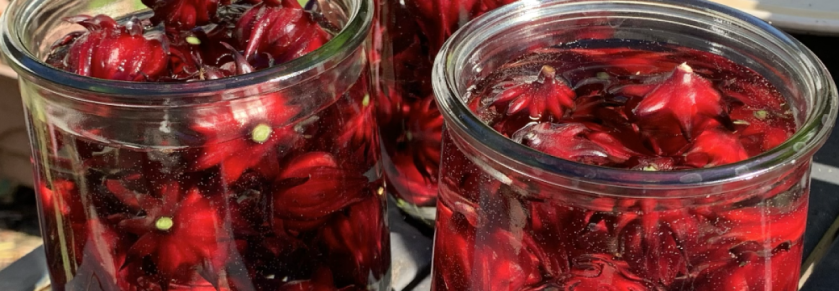 Red roselle hibiscus pods soaking in water filled jars.
