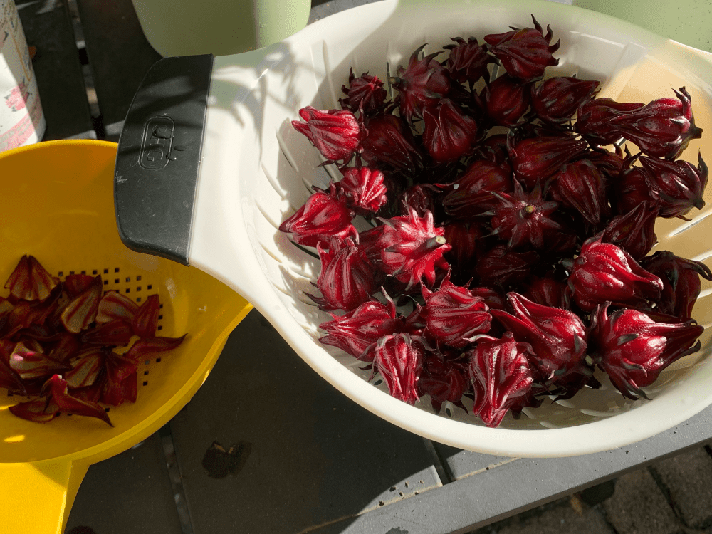 Roselle pods drained and ready to peel