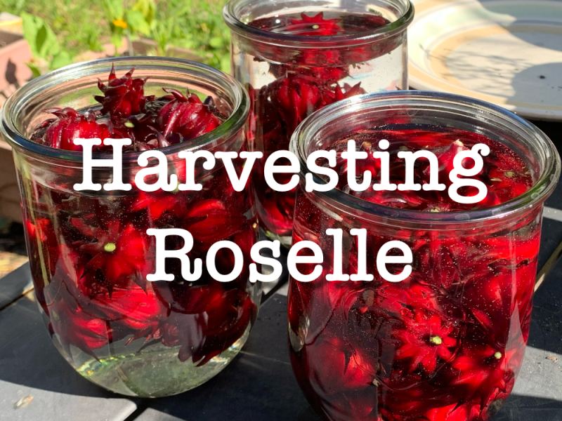 Time to Harvest the Roselle Hibiscus For&nbsp;Tea