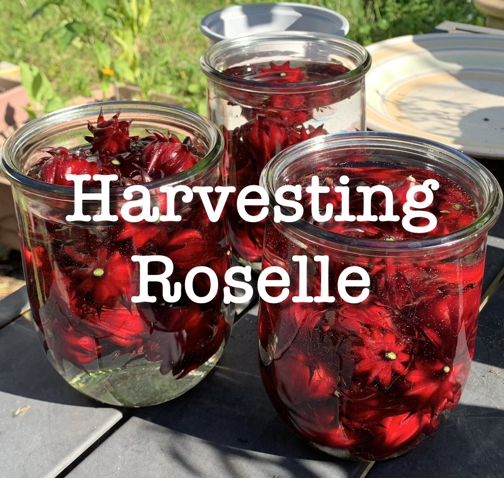 Time to Harvest the Roselle Hibiscus For&nbsp;Tea