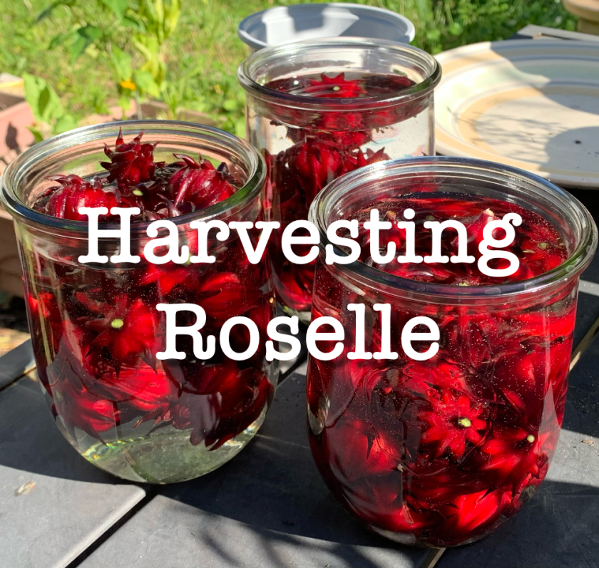 Harvesting the roselle hibiscus for making tea