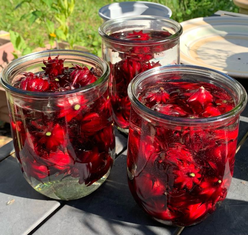 Red roselle hibiscus pods soaking in water filled jars.