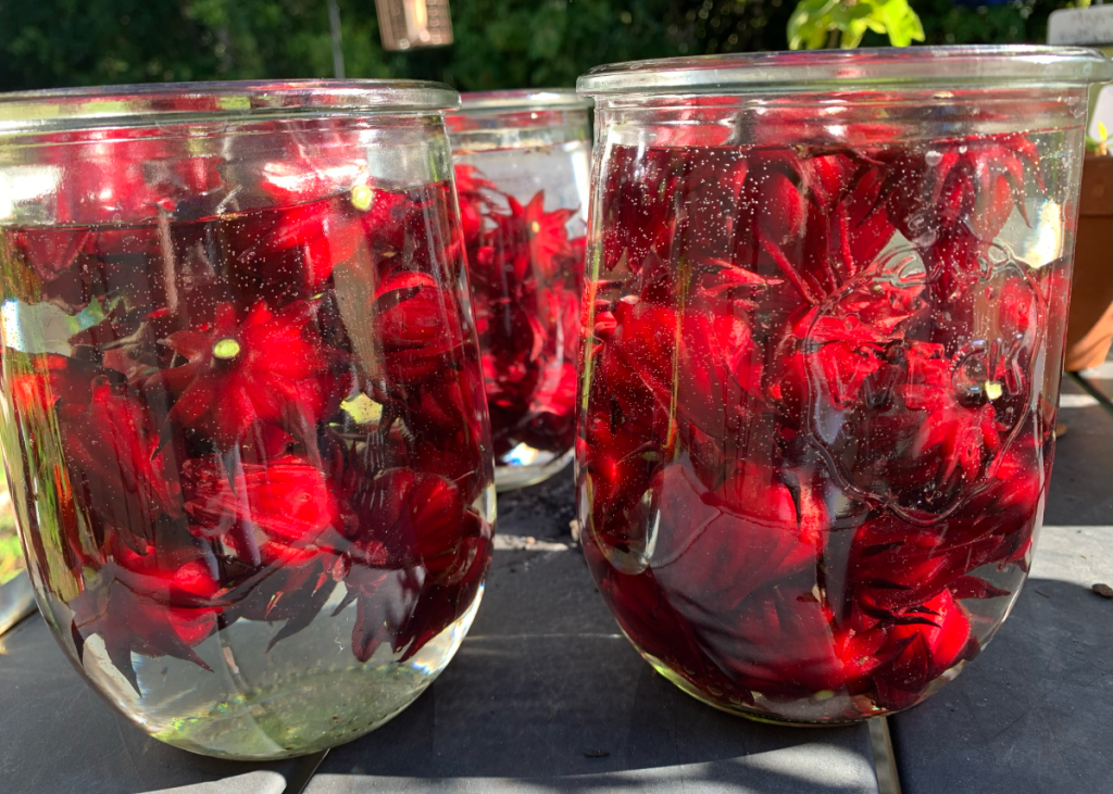 Red roselle hibiscus pods in glass jars filled with water.