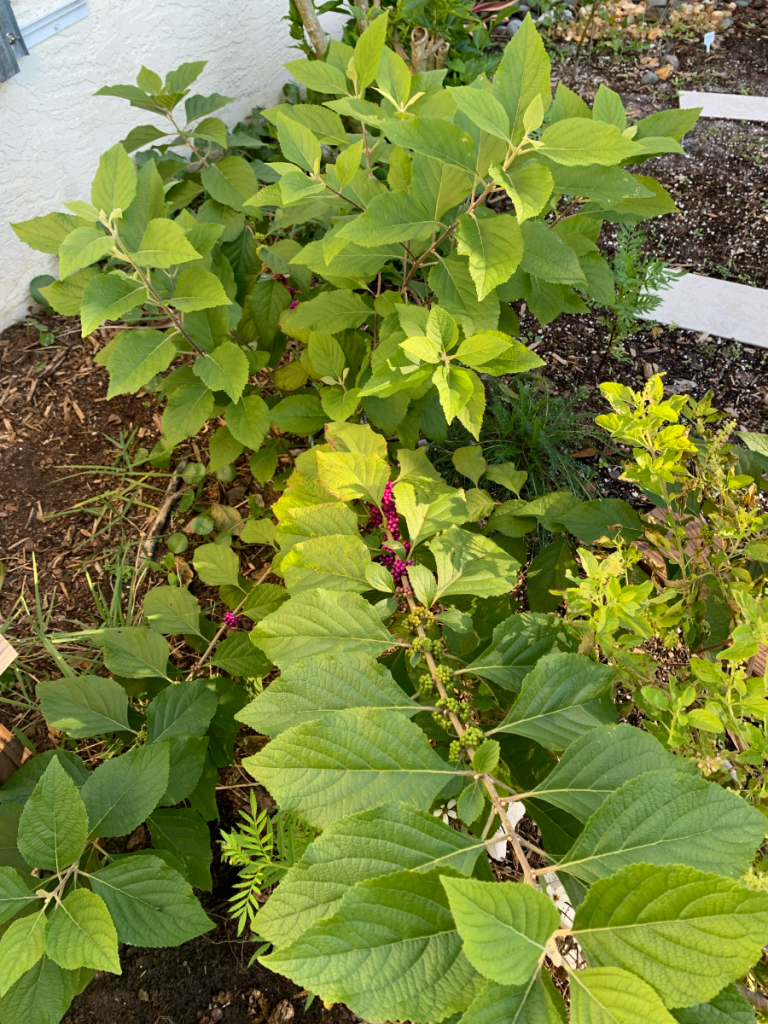Beautyberry bush