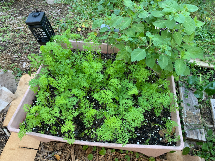 Carrots and basil in grow box
