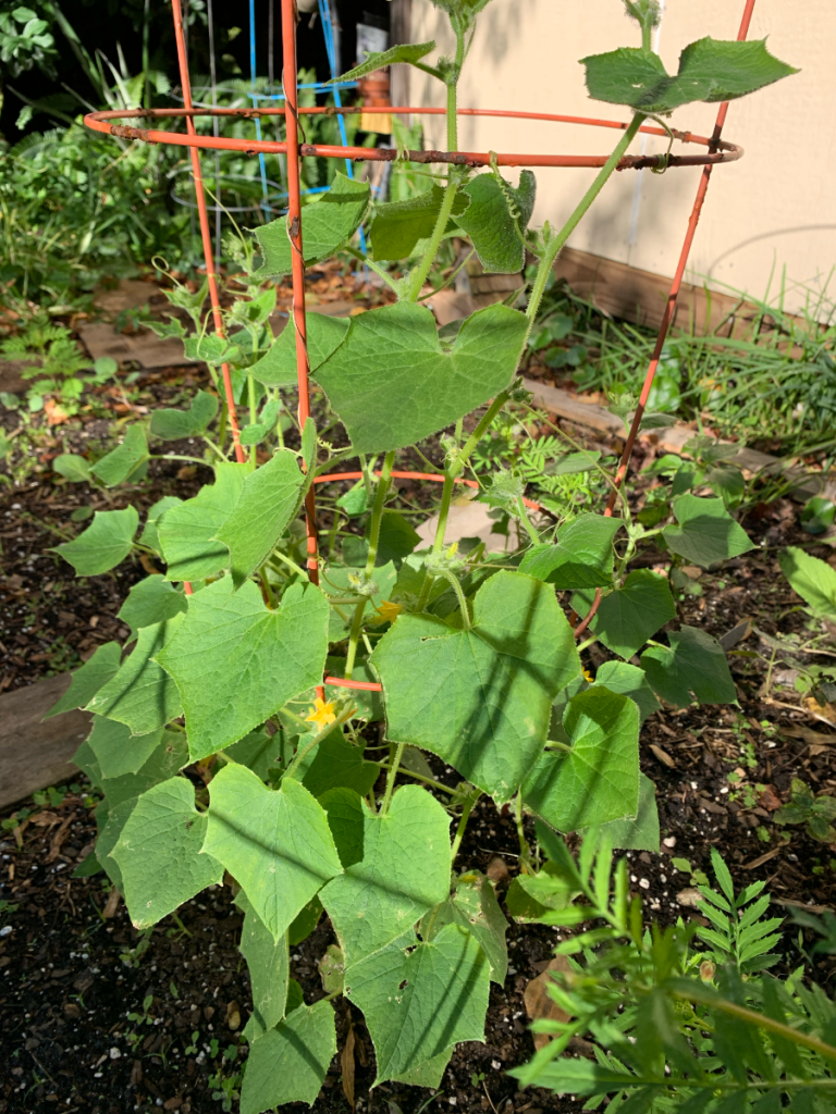 Little leaf cucumber plants growing in the garden