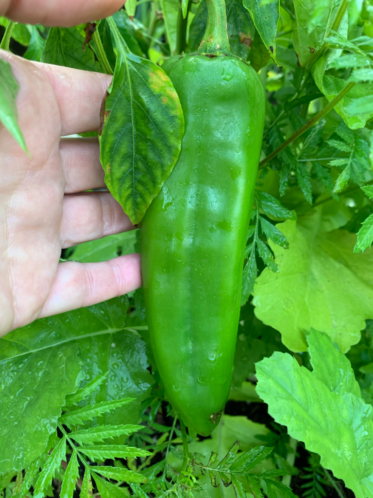 Big Jim green pepper